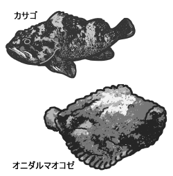 カサゴ・オコゼ類